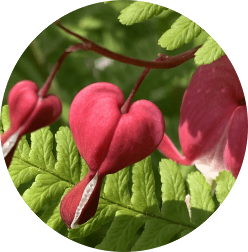 Recommendations Heart